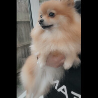 Pomeranian