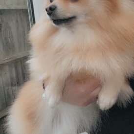 Pomeranian