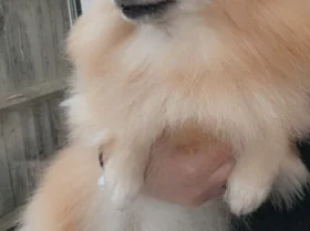 Pomeranian