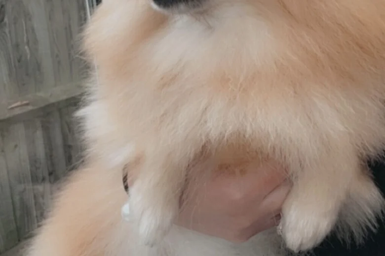Pomeranian