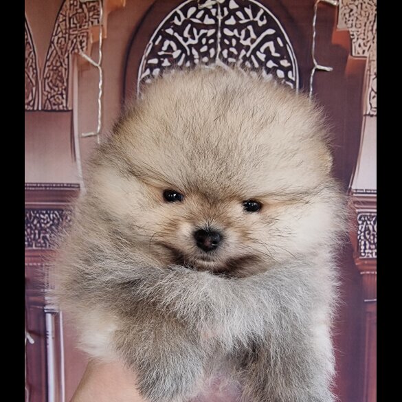 Pomeranian