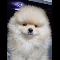 Pomeranian