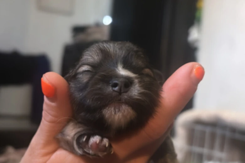 Pomeranian