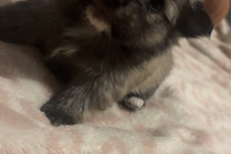 Pomeranian