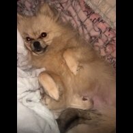 Pomeranian