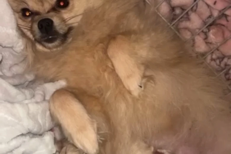 Pomeranian