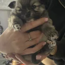 Pomeranian