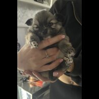 Pomeranian