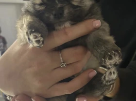 Pomeranian