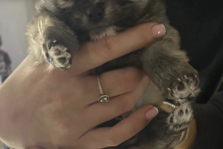 Pomeranian