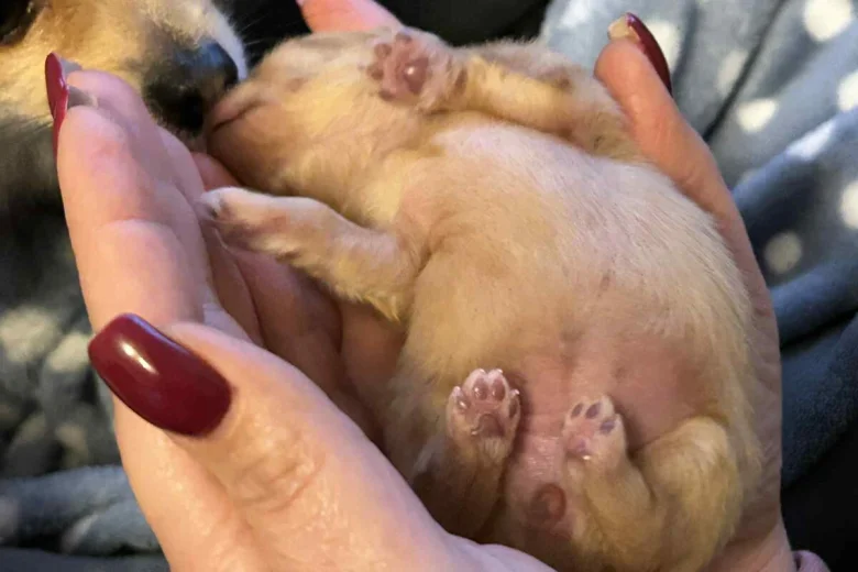Pomeranian