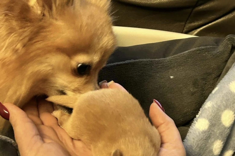 Pomeranian