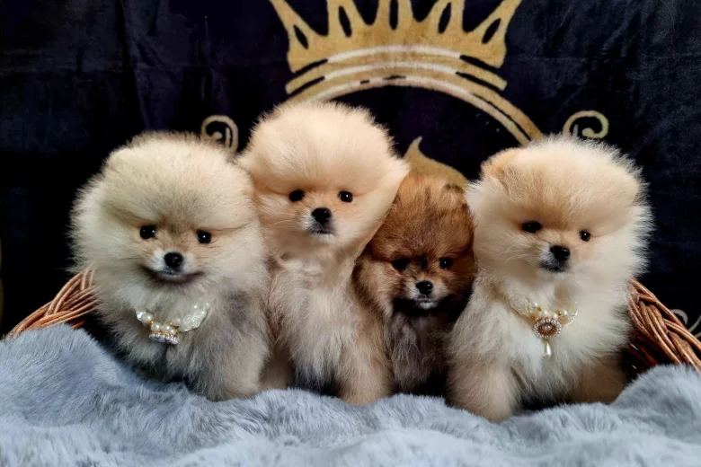 Pomeranian