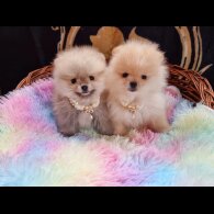 Pomeranian