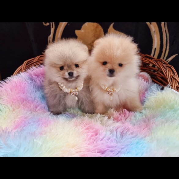 Pomeranian