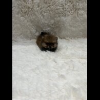 Pomeranian