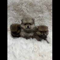 Pomeranian