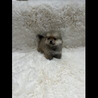 Pomeranian
