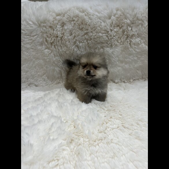 Pomeranian