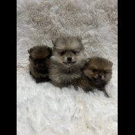 Pomeranian