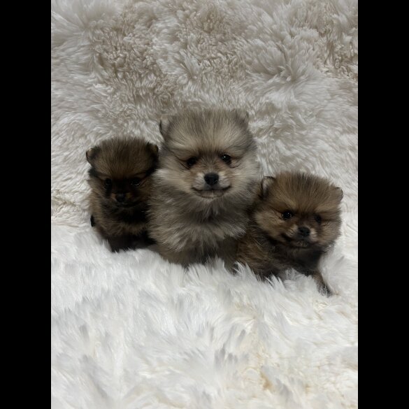 Pomeranian