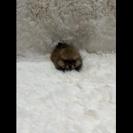 Pomeranian