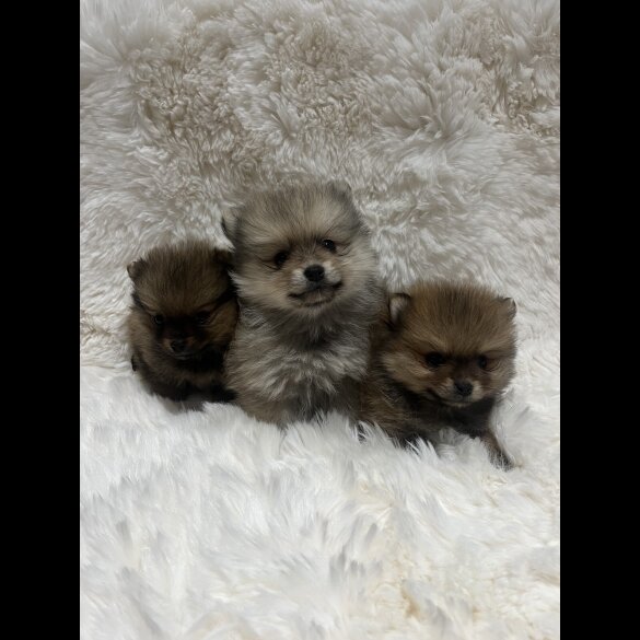 Pomeranian