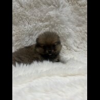 Pomeranian