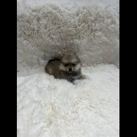 Pomeranian