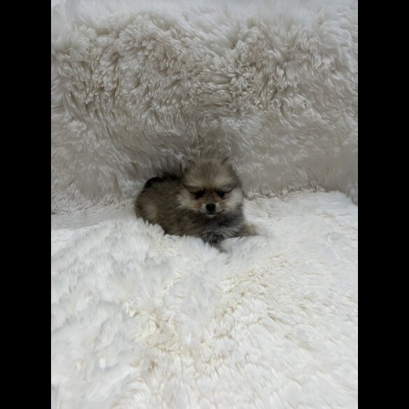 Pomeranian