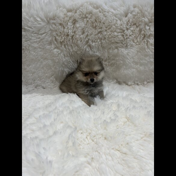 Pomeranian