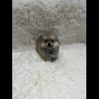 Pomeranian