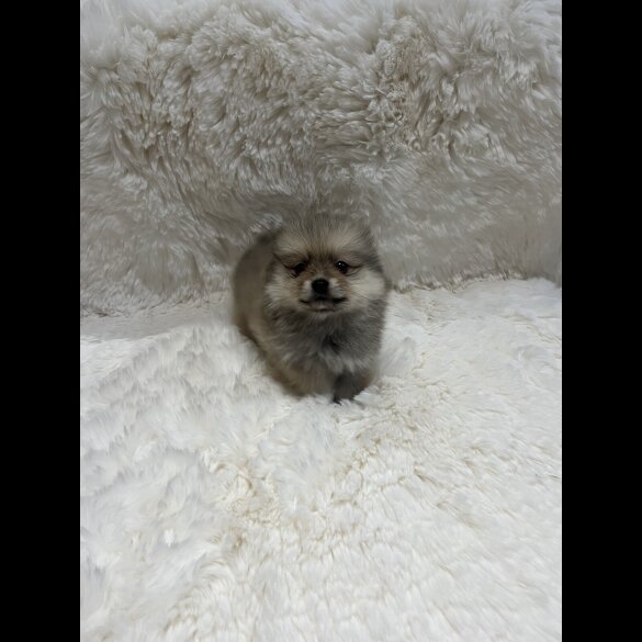 Pomeranian