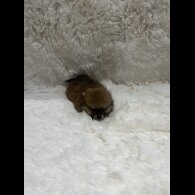 Pomeranian