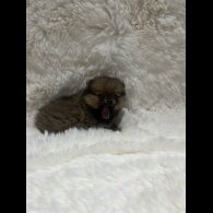 Pomeranian