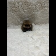 Pomeranian
