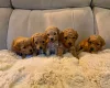 Poochon