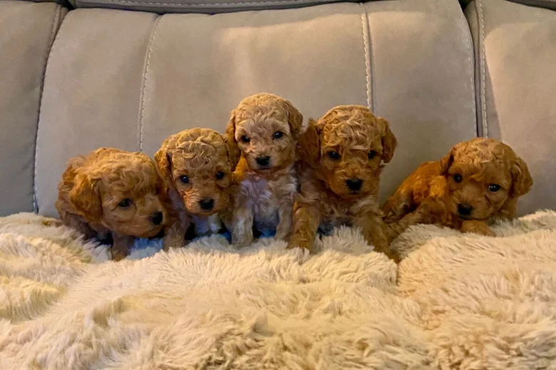Poochon