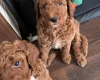 Poodle