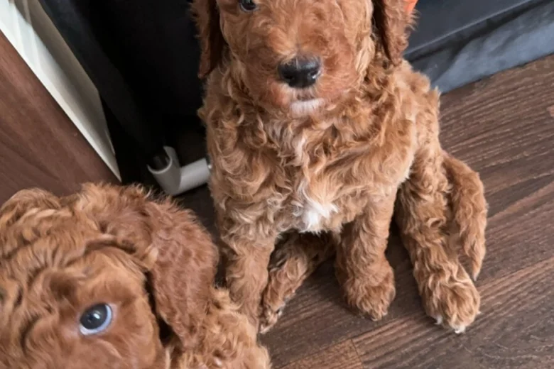 Poodle