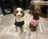 Poodle