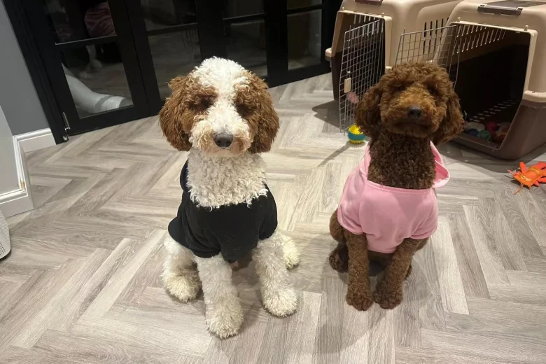 Poodle