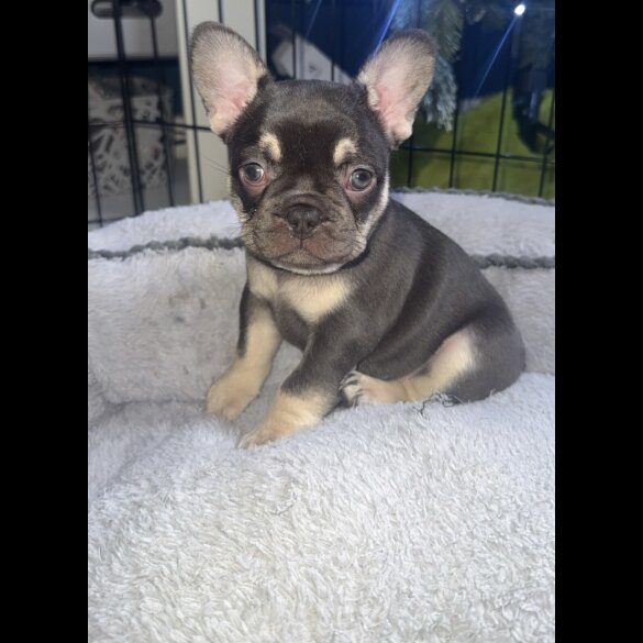 French Bulldog