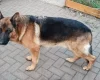 German Shepherd (Alsatian)