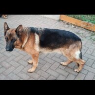 German Shepherd (Alsatian)