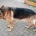 German Shepherd (Alsatian)
