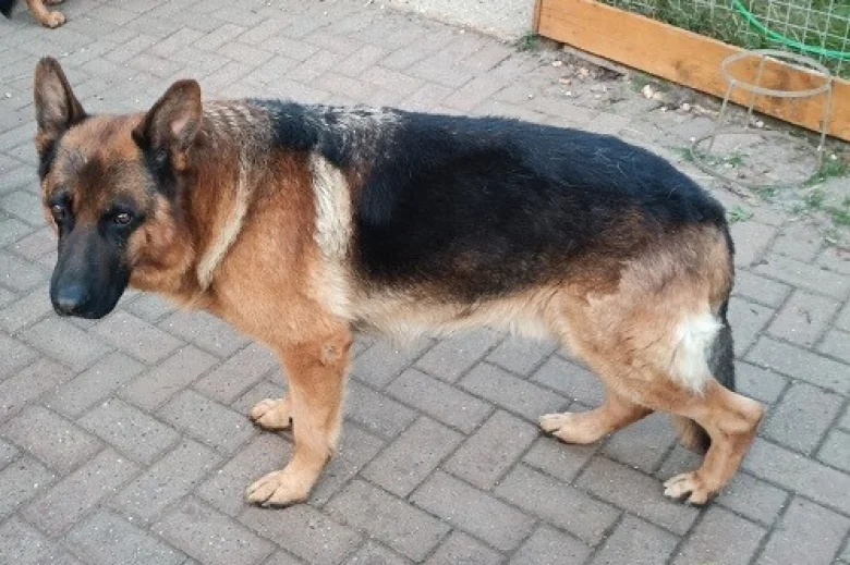 German Shepherd (Alsatian)
