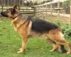 German Shepherd (Alsatian)