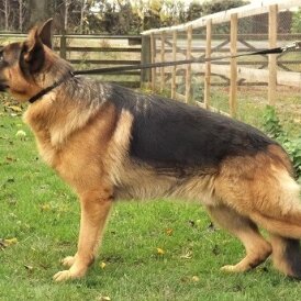 German Shepherd (Alsatian)