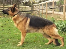 German Shepherd (Alsatian)